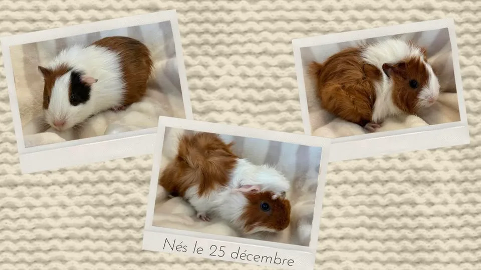 Collage de bébés cochons d’Inde nés le 25 décembre