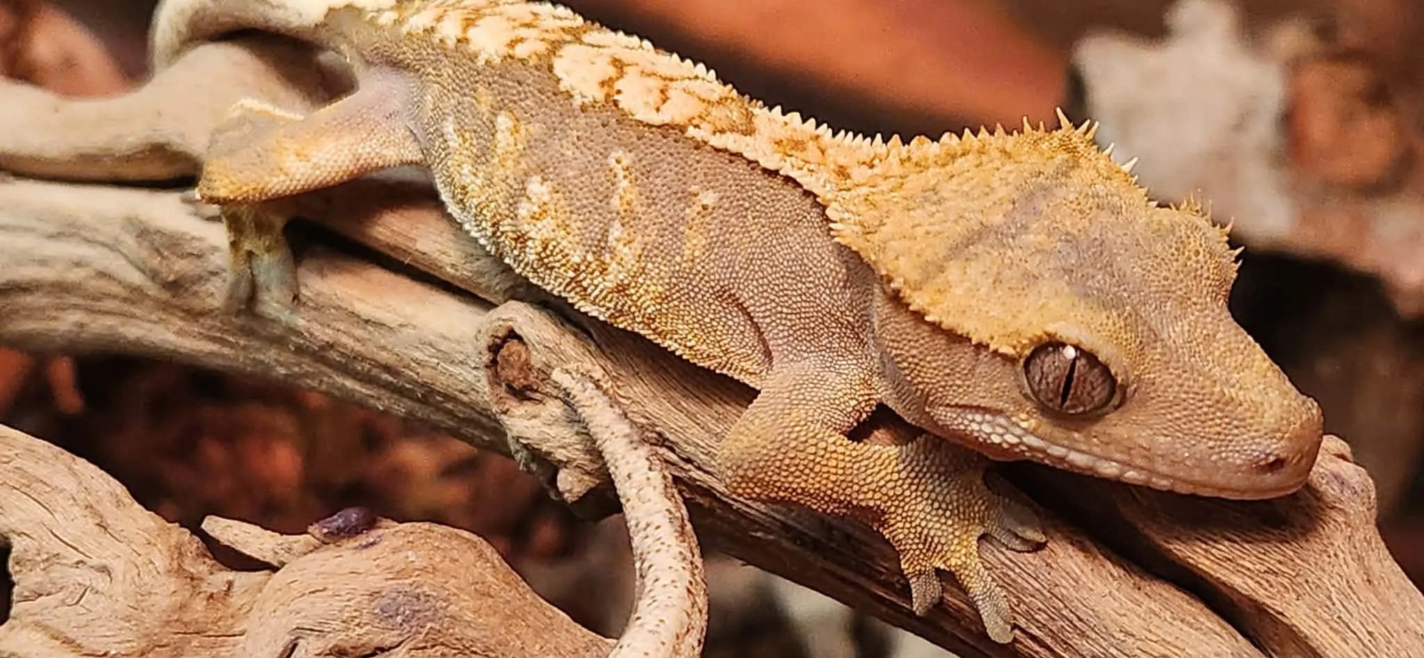 Gecko à crête sur une branche, à l’Animalerie Le Monde de Darwin