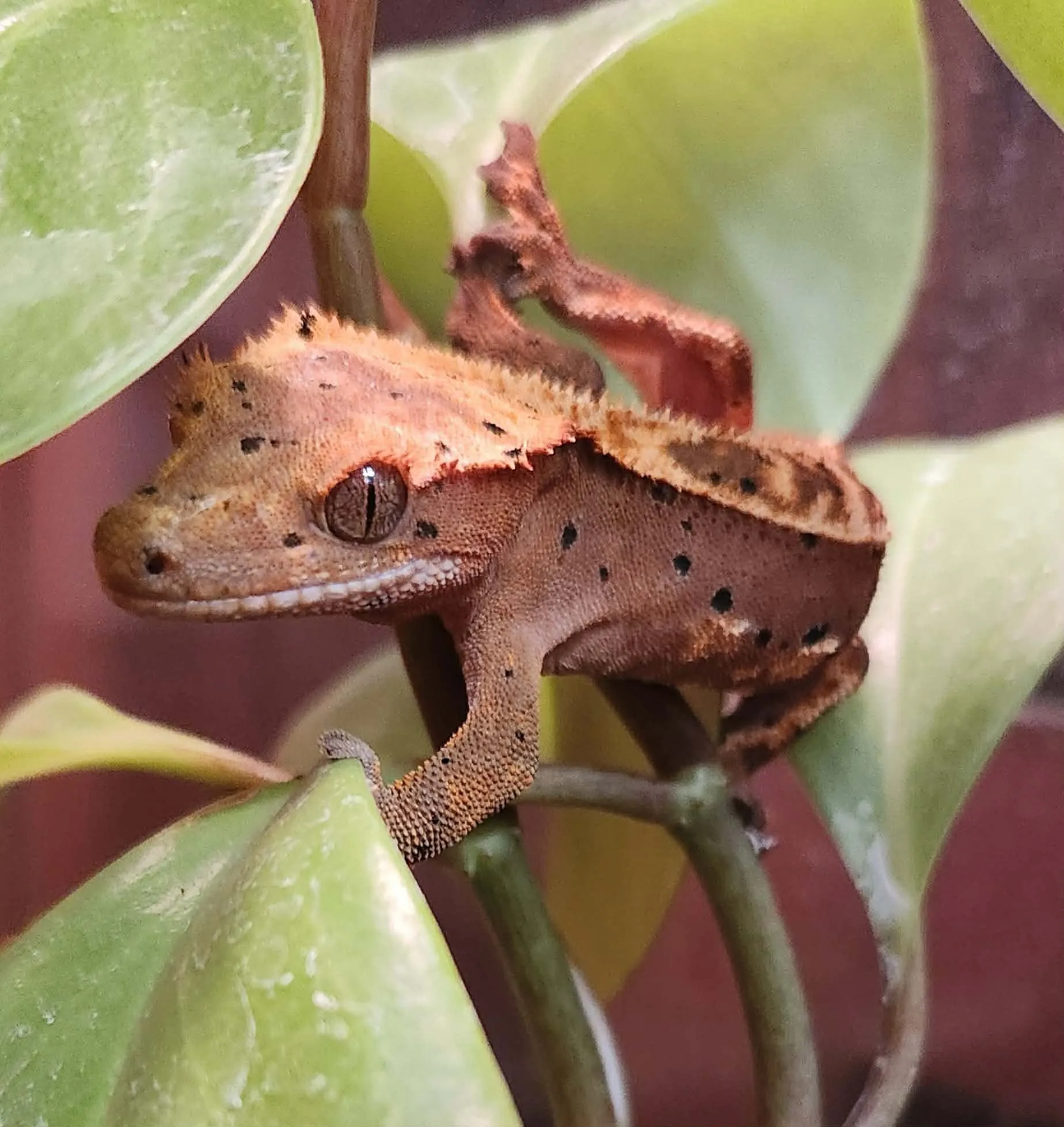 Gecko à crête sur une plante, à l’Animalerie Le Monde de Darwin