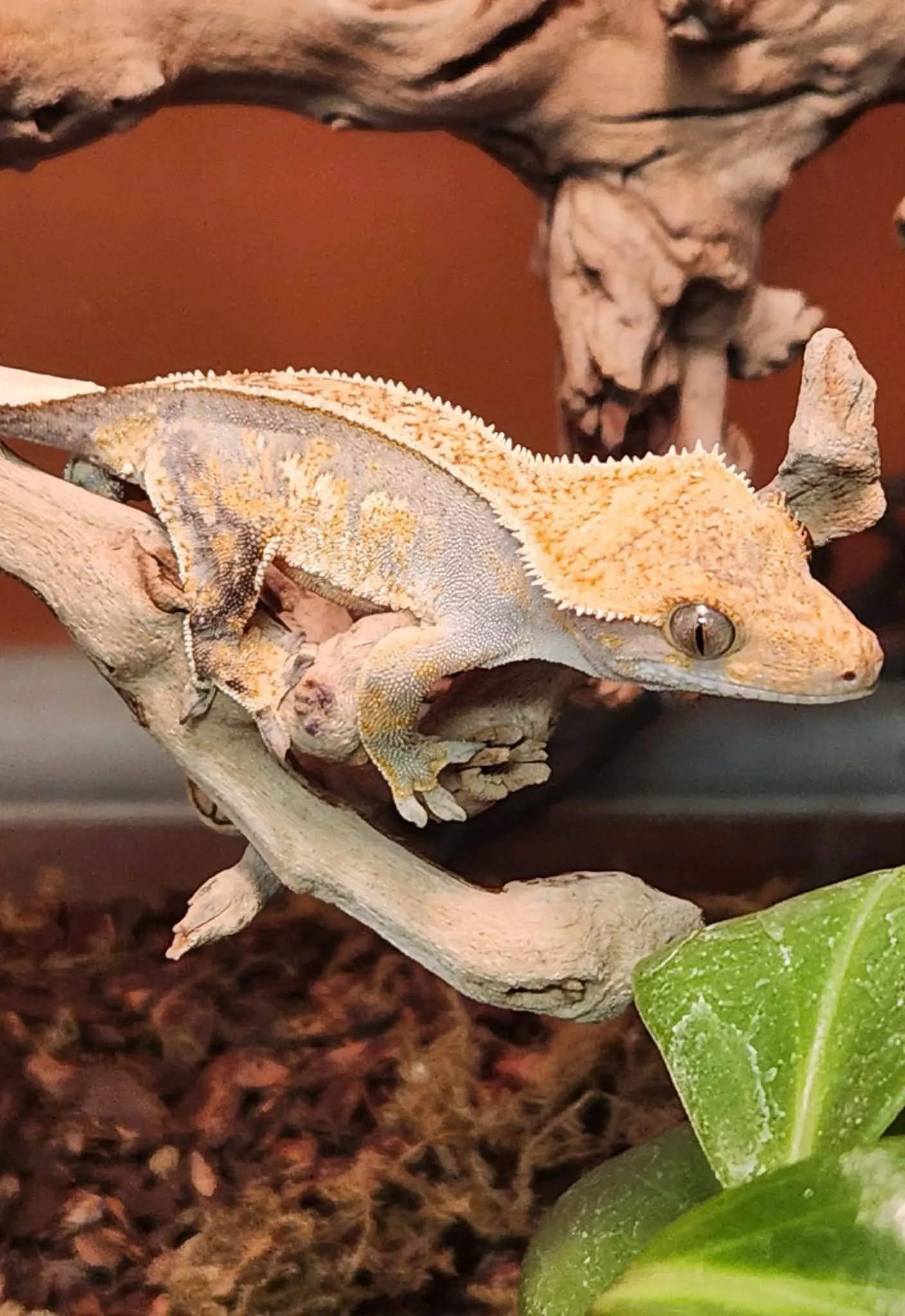 Gros plan d’un gecko à crête sur une branche