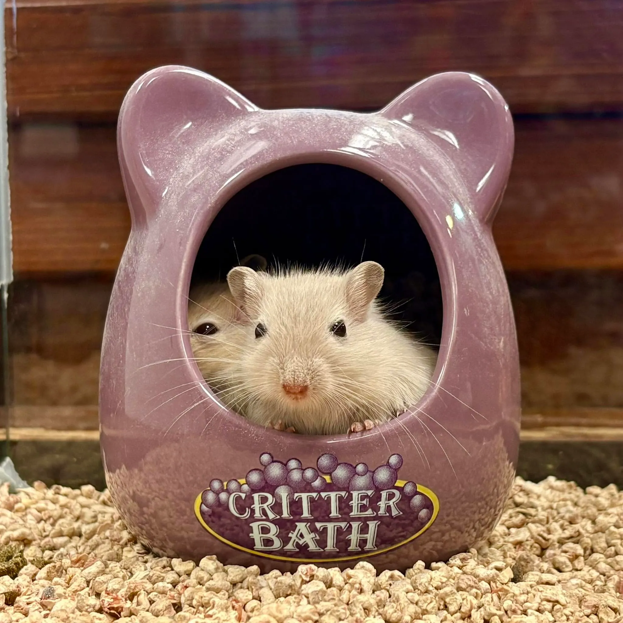 Gerbille dans un bain à rongeurs (critter bath)